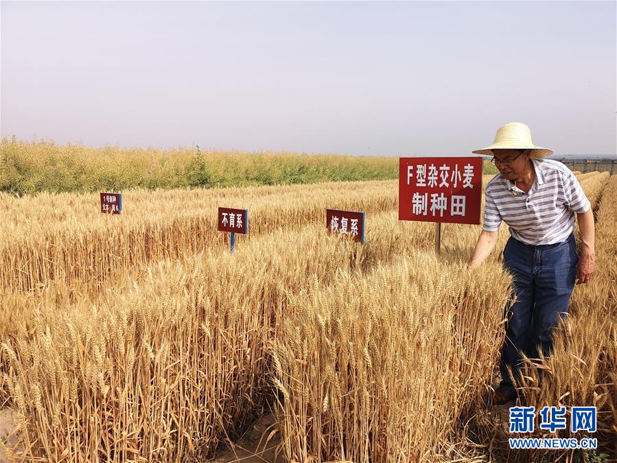 (在习近平新时代中国特色社会主义思想指引下——新时代新作为新篇章·习近平总书记关切事·图文互动)(3)让百姓吃得饱还要吃得好——夯实粮食安全基础端牢中国饭碗